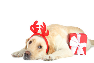 Labrador dog with red horns and gift box isolated on white background