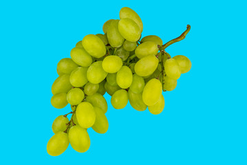 grüne Trauben auf Hellblauen Hintergrund