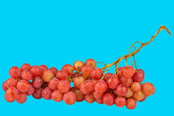 rote Trauben auf Hellblauen Hintergrund