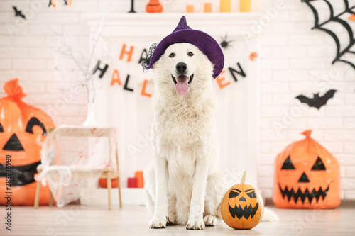 Swiss shepherd dog with halloween pumpkin sitting at home