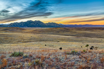 Obraz premium Boulder Colorado with cows in the foreground