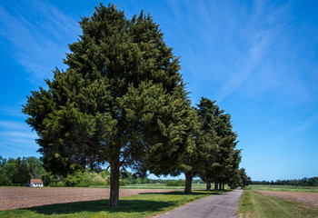 Eastern redcedar (Juniperus virginiana). Row of trees were "planted"  by birds sitting on a wire that ran along this road in southeastern Virginia. The birds' droppings contained redcedar seeds. 