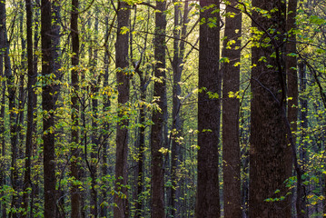 Fototapeta premium Newly emerging leaves of various hardwoods in forest of Ragged Mountain Natural Area near Charlottesville, Virginia, backlit by setting sun.