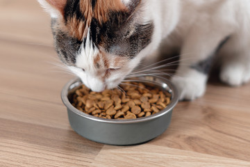 Tricolor cat eating food, close-up.
