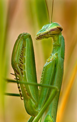 European praying mantis (Mantis religiosa) waiting for prey in meadow of big bluestem grass in Virginia, USA. Spines on powerful front legs (shown folded here) help grip and hold prey.