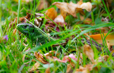 Green Sand lizard hiding in the grass