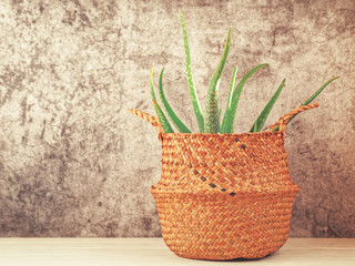 Aloe is in a large wicker basket. Gray background with cracks and scuffs.