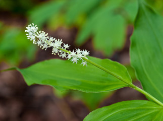 False Solomon's seal (Smilacina racemosa), also called Solomon's plume, Treacleberry, and False Spikenard, in woodland in spring in central Virginia