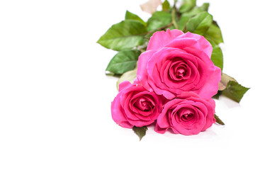 Beautiful rose flowers bunch isolated on white background