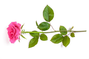 Beautiful single pink rose isolated on white background
