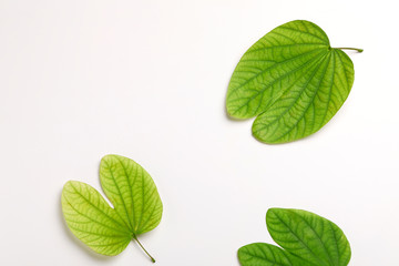 Dussehra greeting card using apta / Bauhinia racemosa