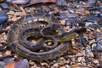 Fer de lance (Bothrops asper) on forest floor in rainforest of Panama, waiting for prey. Cryptic...