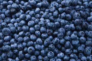 Fresh blueberry background. Texture blueberry berries close up.