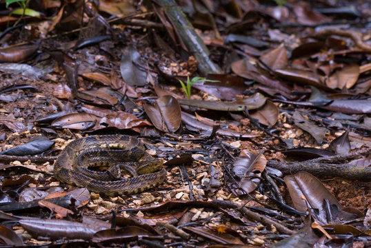 Fer de lance (Bothrops asper) on forest floor in rainforest of Panama waiting for prey. Cryptic coloration increases chances that prey will come within striking distance before discovering danger. 
