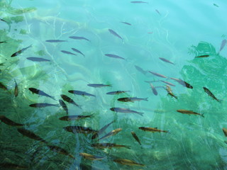 top view on clear green water and fishes swimming underwater. shallow water in plitvice lakes national park croatia