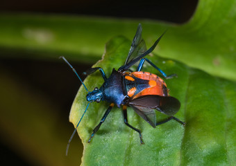 Florida predatory stink bug (Euthyrhynchus floridanus) with wings lifted in preparation for flight,...