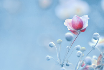 Japanese anemone flowers blue background