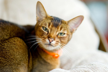 Abyssinian cat calmly looking at the camera. Close up portrait