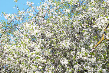 Flowering apple tree stock photo. Blossom in Spring. Blue Sky