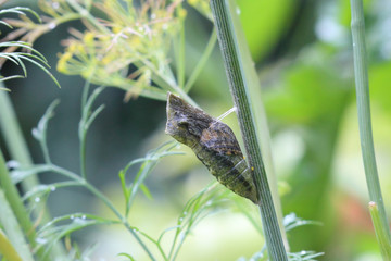 Dernier stade de l'evolution du papillon Machaon.  L'enveloppe de la chrysalide devient transparente.