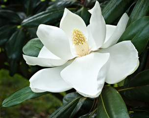 flower of southern magnolia (Magnolia grandiflora) © Gerry