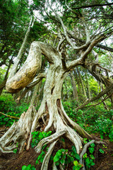 Curved tree in the rainforest of Vancouver Island, intermingled branches, natural phenomenon and sunlight, nature scene