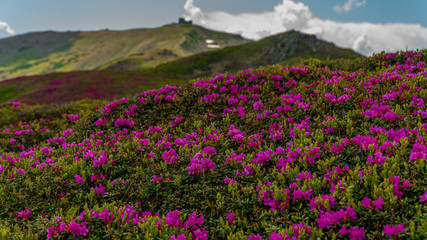 Obraz premium flowers of rhododendron in the foreground and in the back of the observatory pip ivan