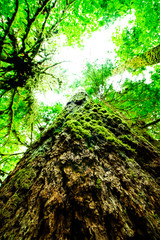 Giant tree in the wet forest of ancient cedars on Vancouver Island and view to the blue sky, sunlight in Cathedral Grove