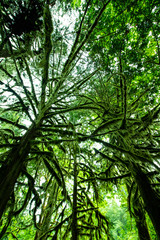 Beautiful green tree fully covered with moss in the wet forest of Vancouver Island, sunlight and blue sky during a summer day