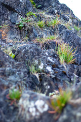 Greenery sitting on a rock on the beach at the Pacific Ocean in British Columbia Canada, close up, texture, portrait, vertical