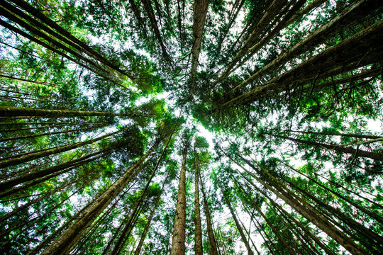 Giant green trees seen from below and seen on the sky, in the forest of ancient cedars on the road to Cathedral Grove on the island of Vancouver in Canada, close up, nature, photography effect © Andy