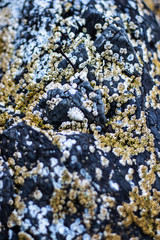 Close up portait on seashells hanging on a rock on the beach on the edge of the pacific ocean in British Columbia Canada
