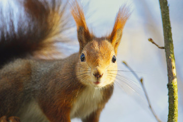 Naklejka na ściany i meble Neugieriges Eichhörnchen im Winter im Sonnenlicht Sciurus vulgaris