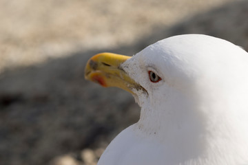 Close-up of the head of a seagull on the Atlantic coast.