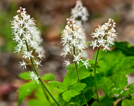 Foamflower (Tiarella cordifolia) in early spring woodland in central Virginia.