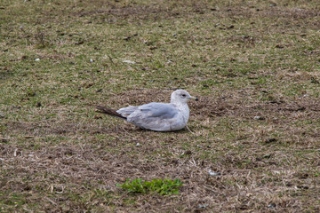 Mouette