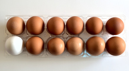 Isolated closeup of eleven brown and one white egg representing racial diversity and racial harmony