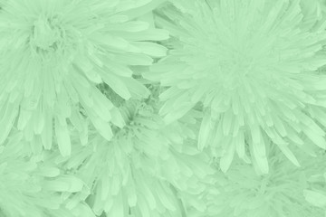 Beautiful dandelions floral background in trendy neo mint color. Close-up. Top view.