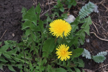 Spring dandelion flower