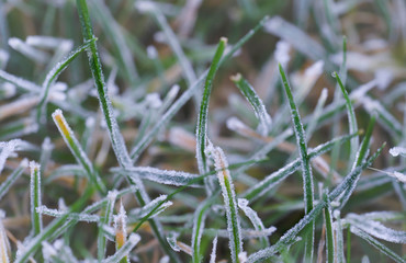 Close up photo of frosty on grass at the garden in morning, Selective focus of ice covering on meadow in a cold morning on winter