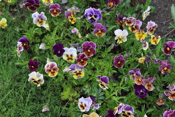 Multi-colored pansies growing in the spring garden.