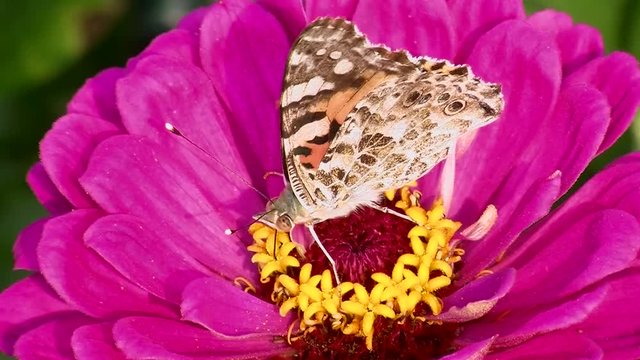 Ein Distelfalter saugt Bl&uuml;tennektar auf den gelben Bl&uuml;tenf&auml;den einer pinken Zinnie (Gro&szlig;aufnahme)