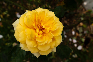 Gelbe blühende Rosenblüte mit Hintergrund dunkel