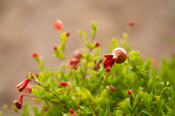 flowers and green pomegranate tree with one fruit