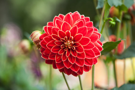 Red Dahlias Growing In A Garden