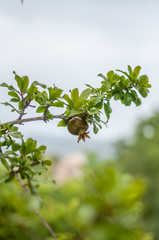 branch of pomegranate tree with freen fruit