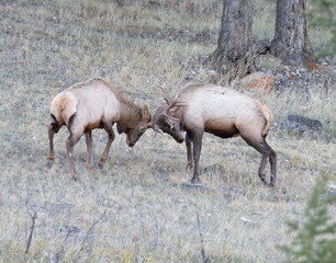 Naklejka na ściany i meble Two juvenile bull elk fighting