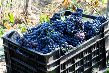 Vendemmia - grape harvest in a vineyard