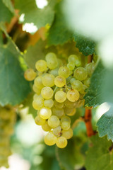White grapes close up