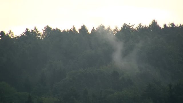 Nach dem Regen steigen kleine Nebelschwaden hoch